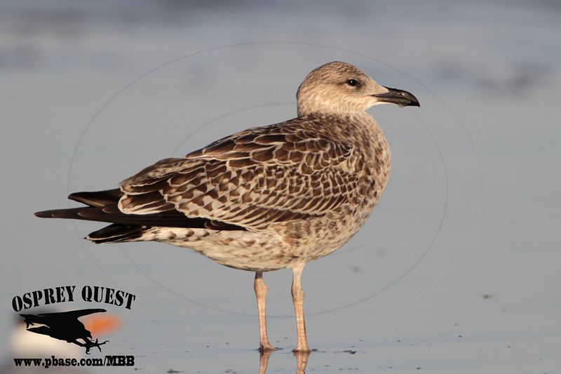 _MG_2721 Lesser Black-backed Gull 1cy Oct29.jpg