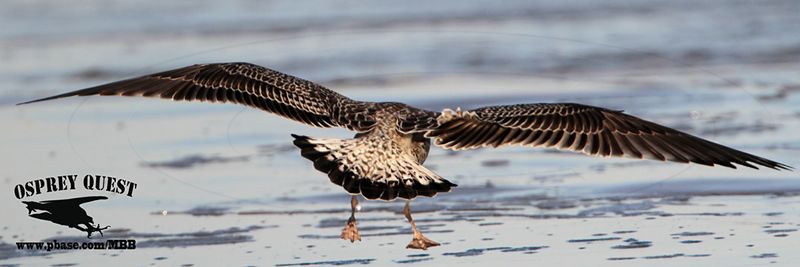 _MG_2793 Lesser Black-backed Gull 1cy Oct29.jpg