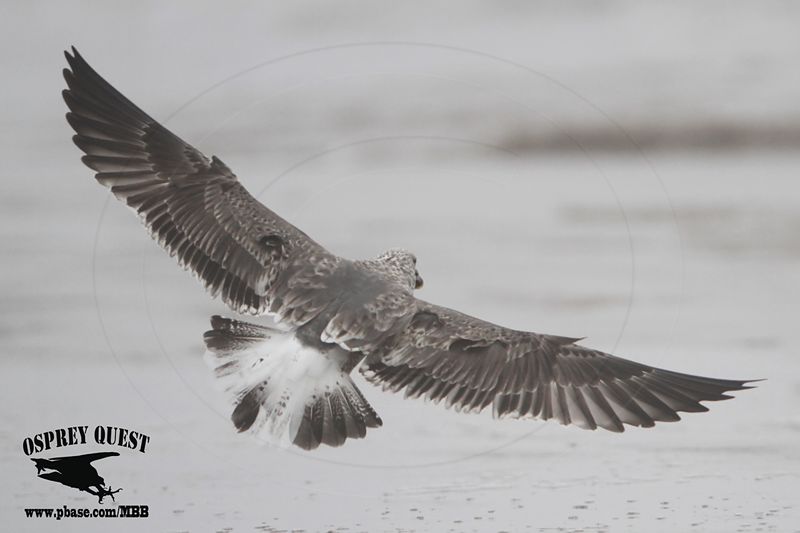_MG_4359 Lesser Black-backed Gull 3cy Jan22.jpg