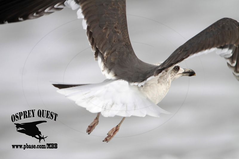 _MG_7589 Lesser Black-backed Gull#1 3cy Jan22.jpg