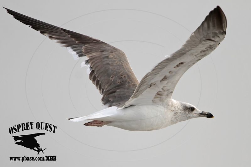 _MG_7622 Lesser Black-backed Gull#1 3cy Jan22.jpg