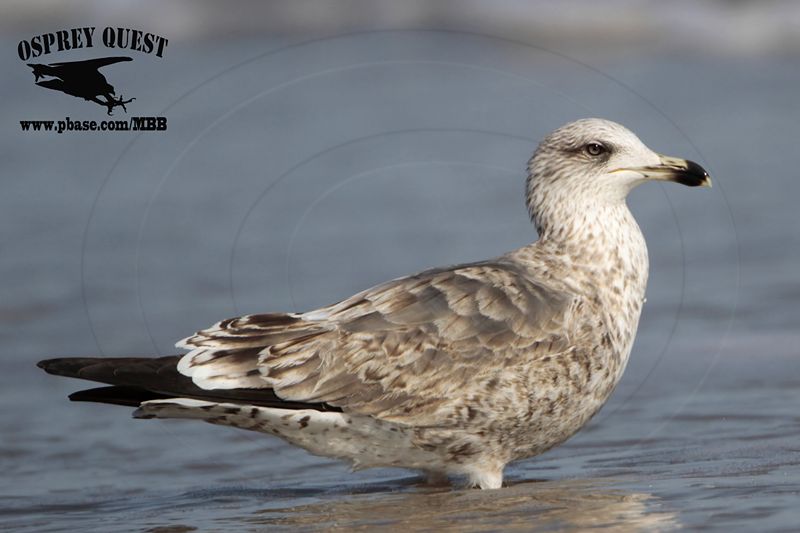 _MG_0356 Lesser Black-backed Gull 3cy Feb19.jpg