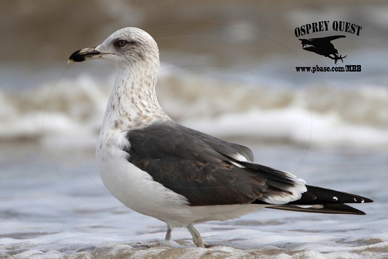 _MG_7948 Lesser Black-backed Gull#1 3cy Feb19.jpg