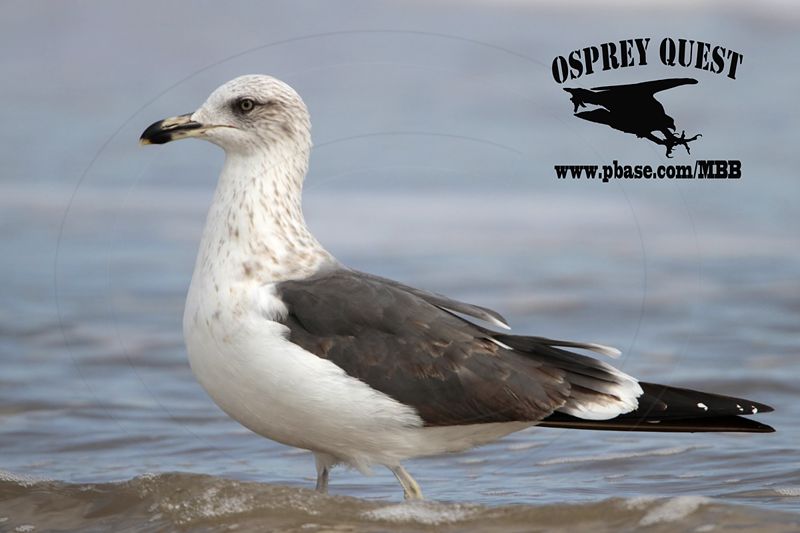 _MG_7996 Lesser Black-backed Gull#1 3cy Feb19.jpg
