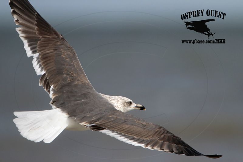 _MG_8061 Lesser Black-backed Gull#1 3cy Feb19.jpg