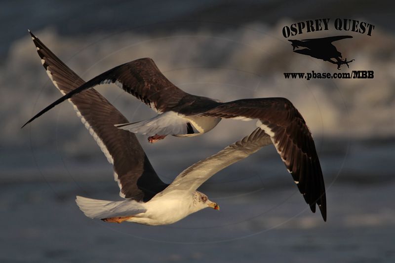 _MG_3411 Lesser Black-backed Gull#1 3cy Jan07.jpg