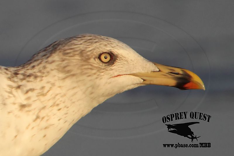 _MG_3630crop Lesser Black-backed Gull 4cy? Jan07.jpg