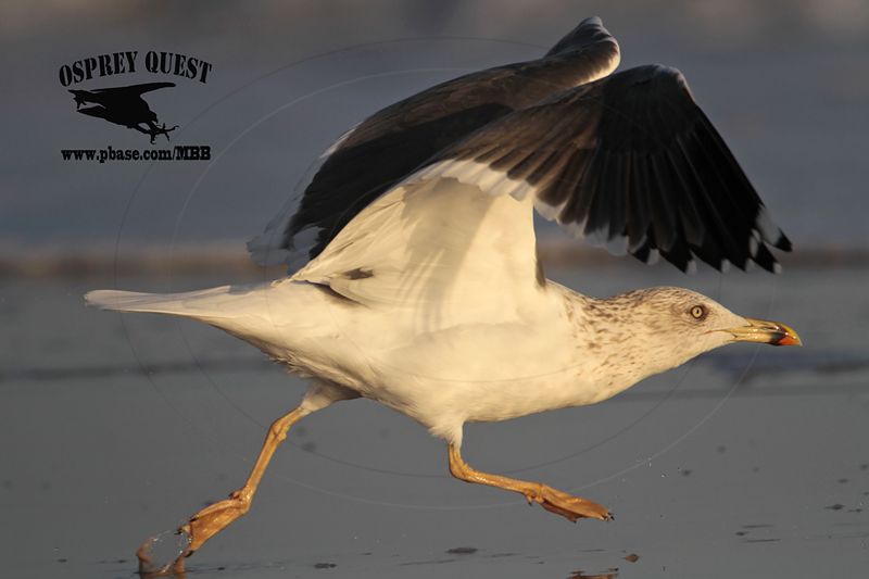 _MG_3632 Lesser Black-backed Gull 4cy? Jan07.jpg