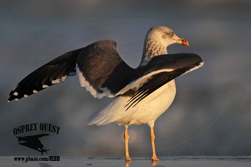 _MG_4517 Lesser Black-backed Gull 4cy? Jan07.jpg