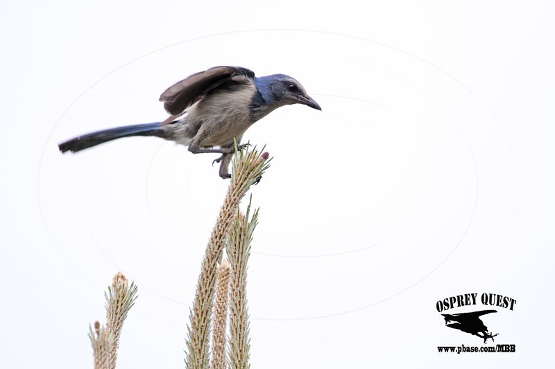 _MG_4550 Florida Scrub Jay.jpg