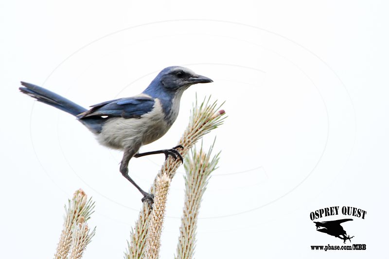 _MG_4572 Florida Scrub Jay.jpg