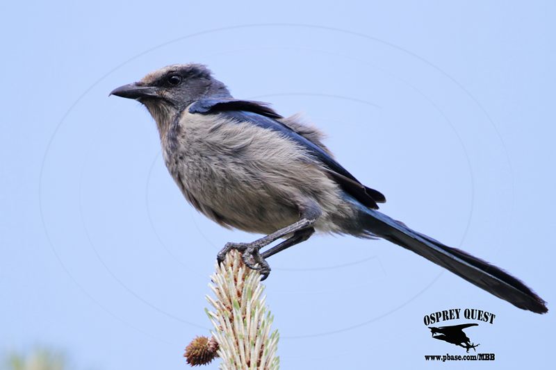 _MG_4941 Florida Scrub Jay.jpg