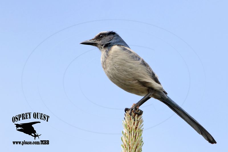 _MG_6093 Florida Scrub Jay.jpg