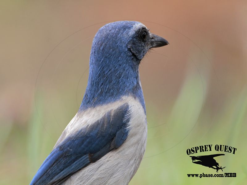 _MG_7025 Florida Scrub Jay.jpg