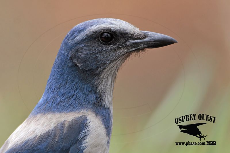_MG_7032 Florida Scrub Jay.jpg