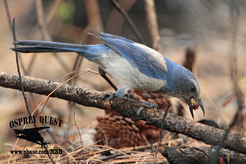 _MG_7151 Florida Scrub Jay.jpg