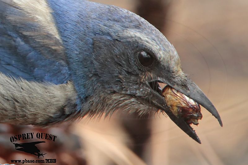 _MG_7152crop Florida Scrub Jay.jpg