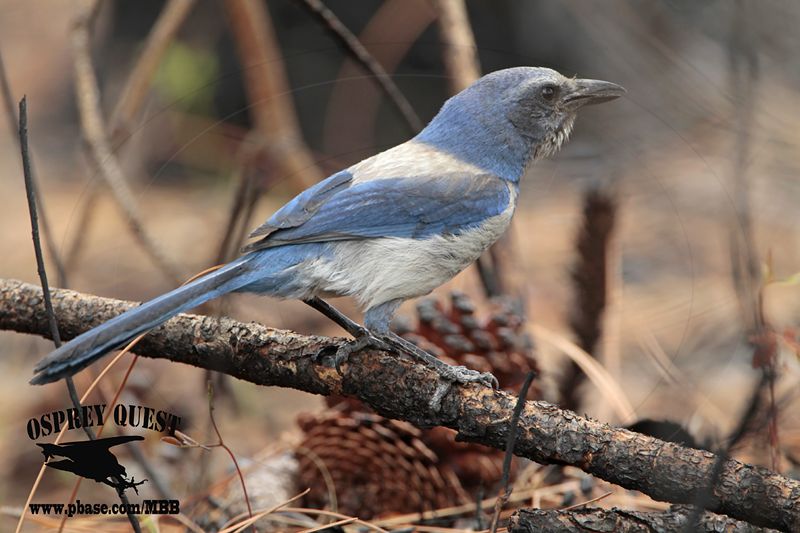_MG_7157 Florida Scrub Jay.jpg