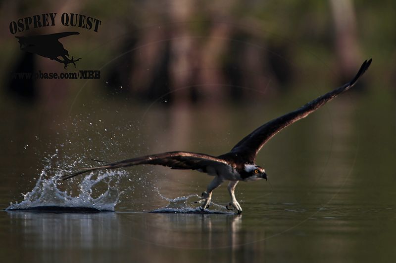 _MG_6147 Osprey.jpg