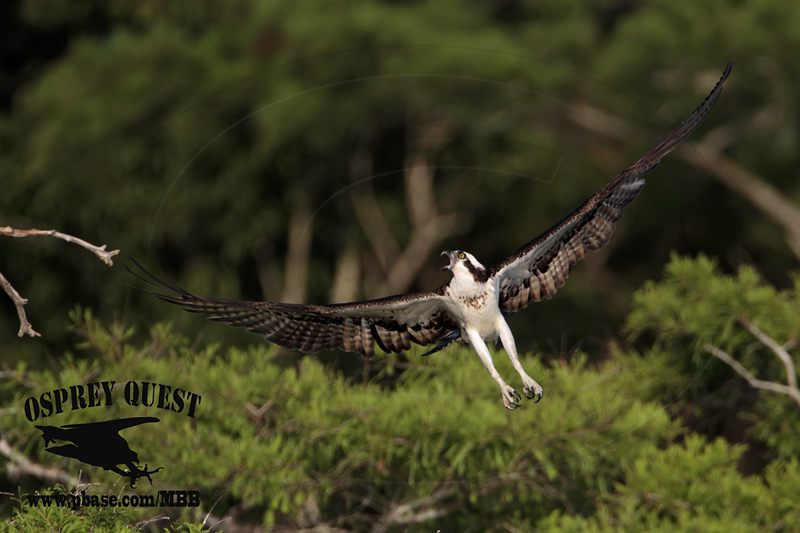 _MG_6421 Osprey.jpg