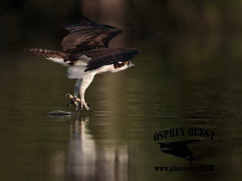 _MG_1015 Osprey.jpg