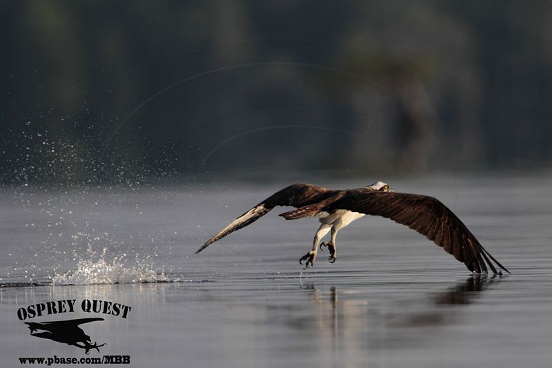 _MG_1035 Osprey.jpg