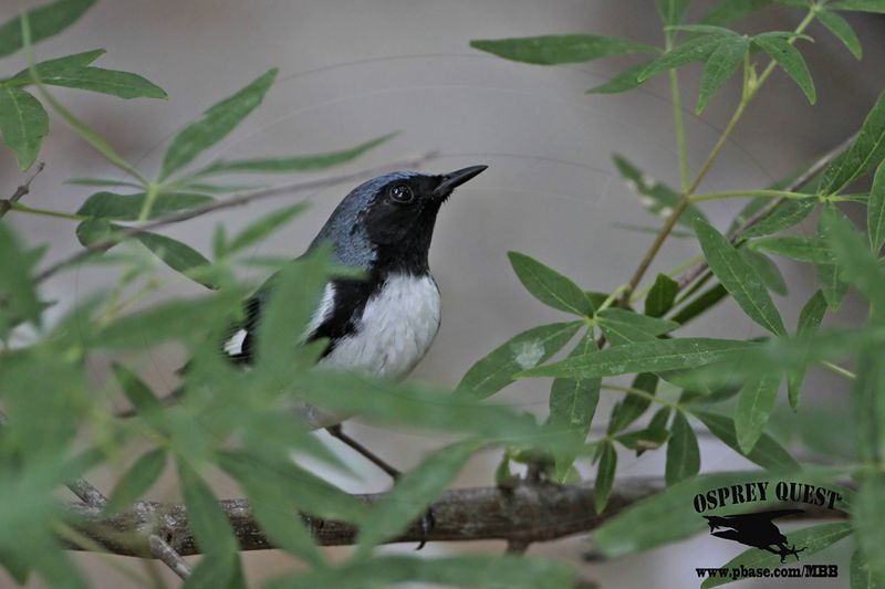 _MG_6363 Black-throated Blue Warbler.jpg