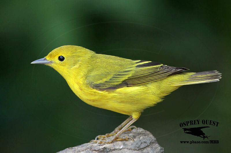 _MG_7429 Yellow Warbler.jpg