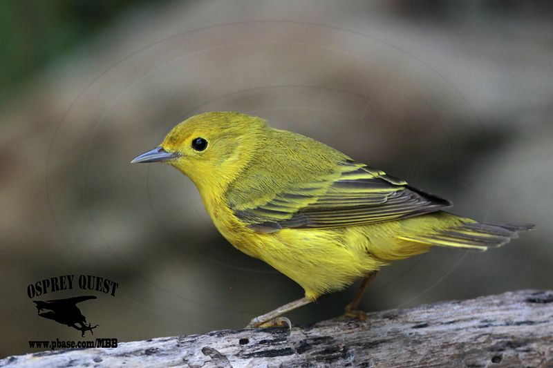 _MG_7478 Yellow Warbler.jpg