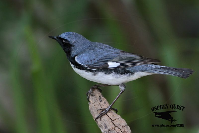 _MG_7563 Black-throated Blue Warbler.jpg