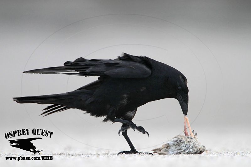 _MG_8809 Fish Crow with Black Skimmer chick.JPG