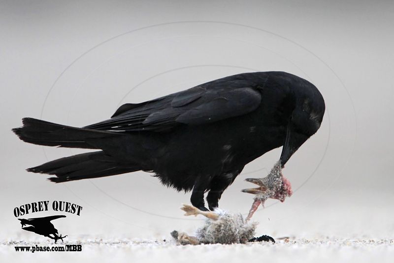 _MG_8834 Fish Crow with Black Skimmer chick.JPG