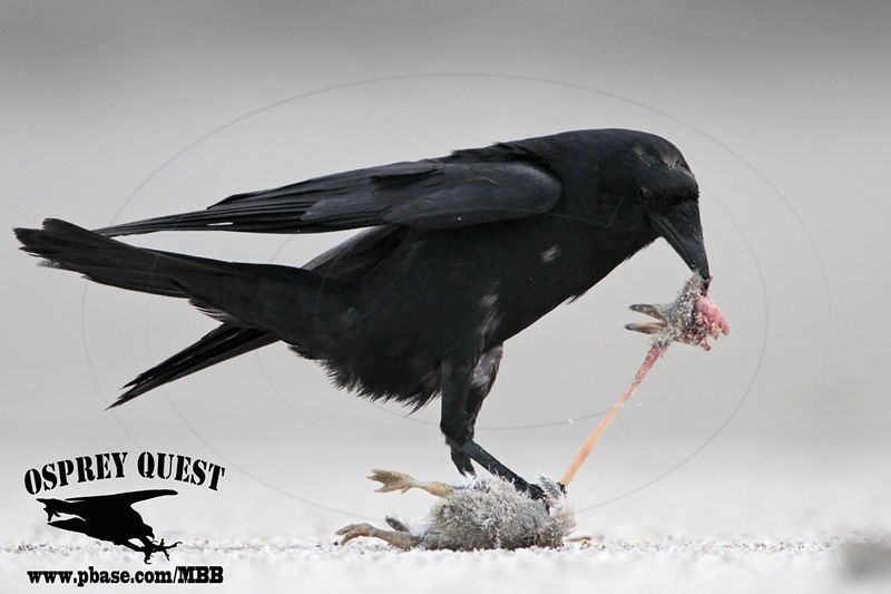 _MG_8835 Fish Crow with Black Skimmer chick.JPG