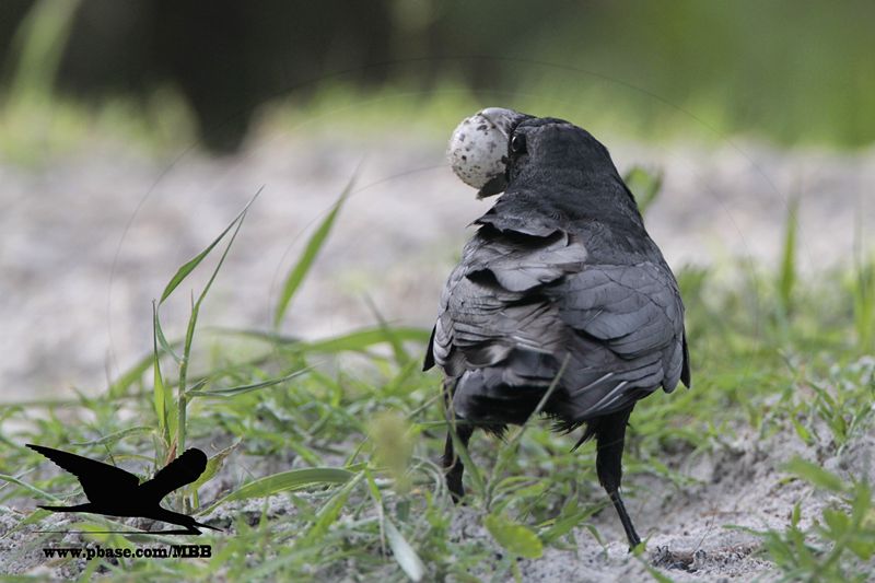 _MG_0111 Black Skimmer egg - Fish Crow.JPG