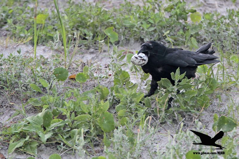 _MG_9812 Black Skimmer egg - Fish Crow.JPG