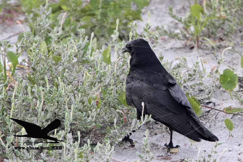 _MG_9990 Black Skimmer egg - Fish Crow.JPG