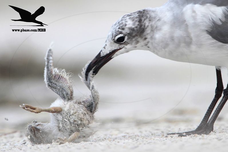 _MG_1093crop Black Skimmer - Laughing Gull.JPG