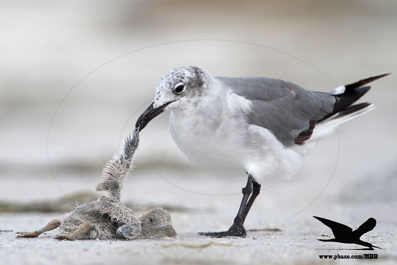 _MG_1380 Black Skimmer - Laughing Gull.JPG