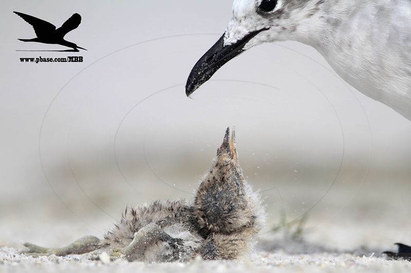_MG_1709 Black Skimmer - Laughing Gull.JPG