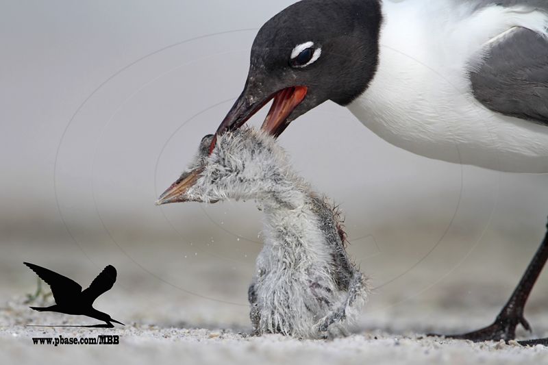 _MG_1749 Black Skimmer - Laughing Gull.JPG
