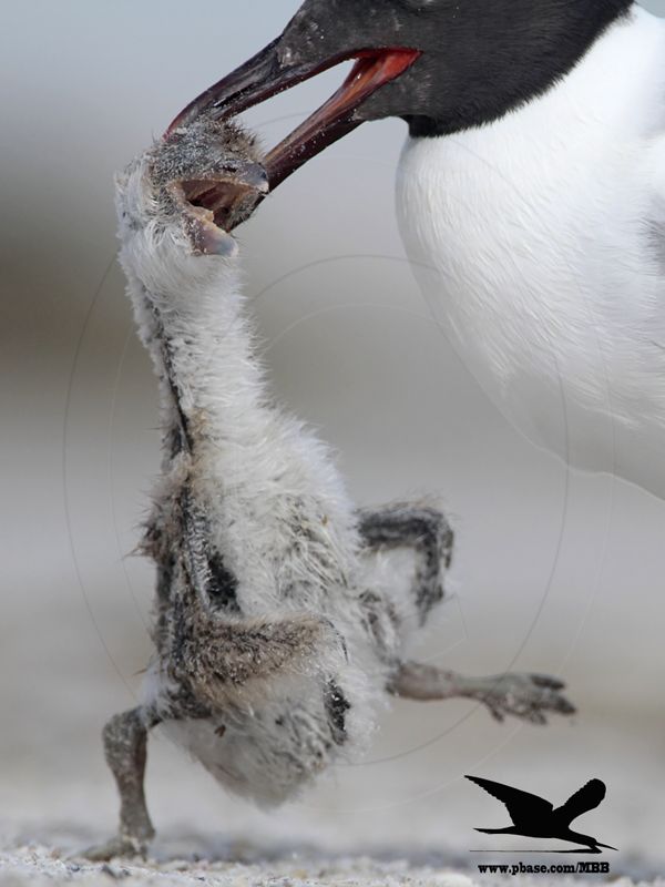 _MG_2417 Black Skimmer - Laughing Gull.JPG