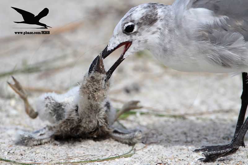 _MG_3131 Black Skimmer - Laughing Gull.JPG
