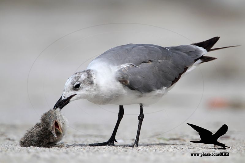 _MG_3598 Black Skimmer - Laughing Gull.JPG