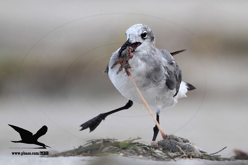_MG_9355 Black Skimmer - Laughing Gull.JPG