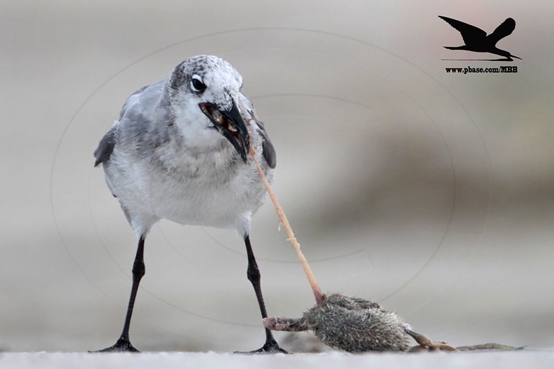 _MG_9361 Black Skimmer - Laughing Gull.JPG