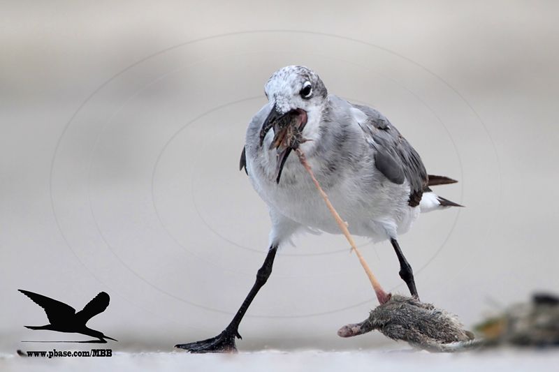 _MG_9374 Black Skimmer - Laughing Gull.JPG