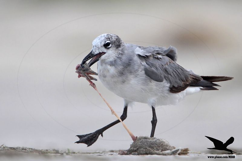 _MG_9390 Black Skimmer - Laughing Gull.JPG