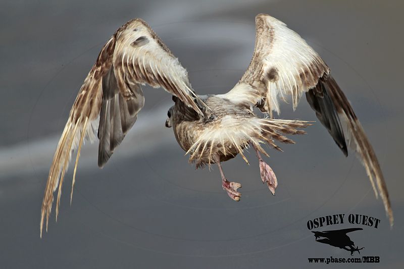 _MG_8770 American Herring Gull.jpg