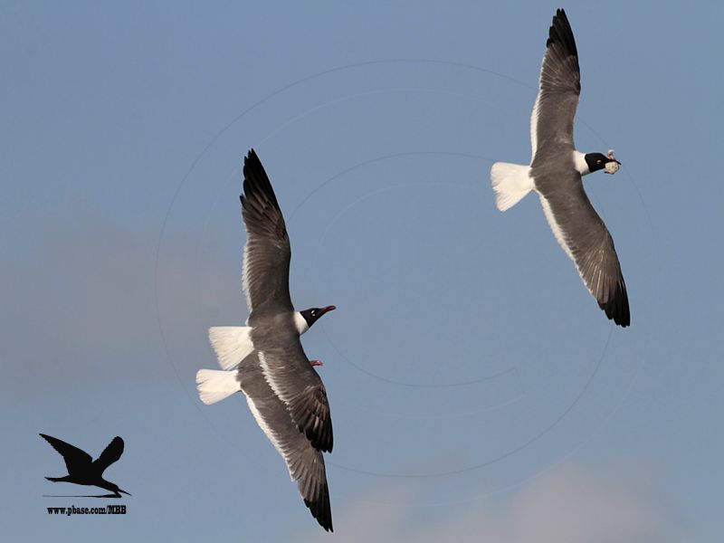 _MG_0109 Laughing Gull stealing Black Skimmer chick.jpg