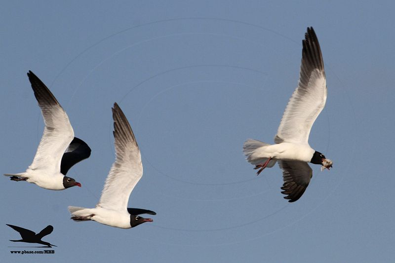 _MG_0113 Laughing Gull stealing Black Skimmer chick.jpg